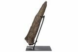 Fossil Triceratops Brow Horn - Montana #301773-2